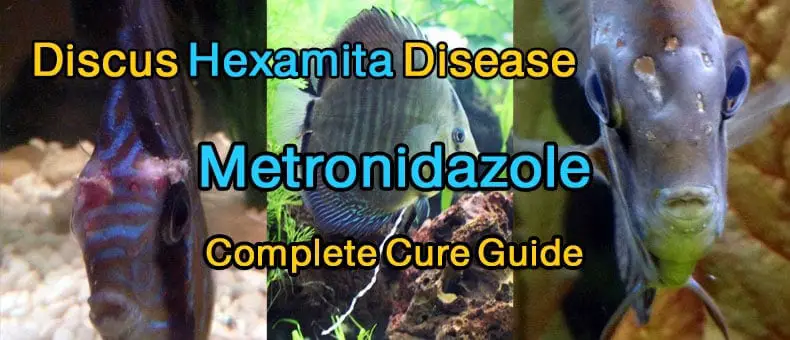 Discus Hexamita Disease - Metronidazole Complete Cure Guide
