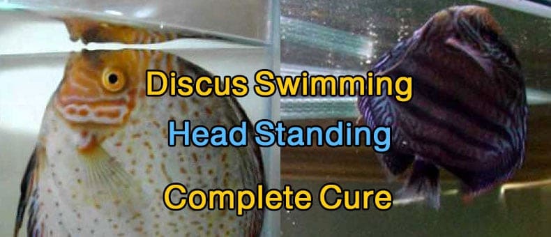 Discus Swimming Head Standing