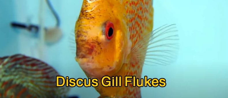 How Do You Treat Gill Flukes in Discus?