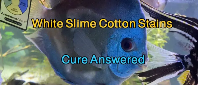 Large White Slime Cotton Stains on My Discus – Cure Answered