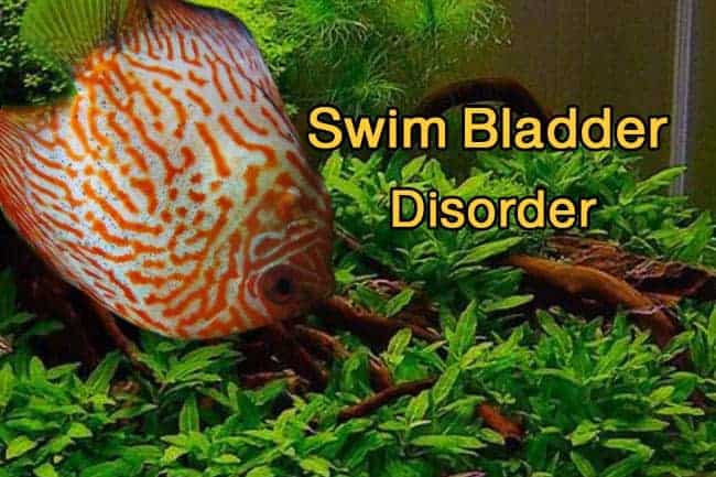 How Do You Treat Swim Bladder In Discus? – Swim Bladder Cure – Discus ...