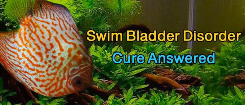 Swim Bladder Disorder for discus fish