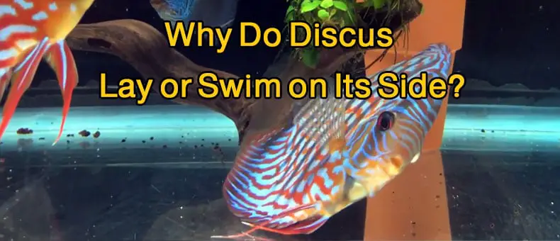 Why Do Discus Lay or Swim On Its Side? complete cure