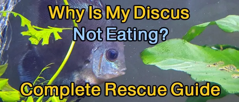 Why Is My Discus Fish Not Eating? - Complete Rescue Guide