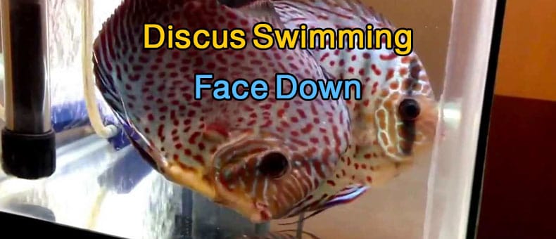 Why Is My Discus Swimming Face Down?