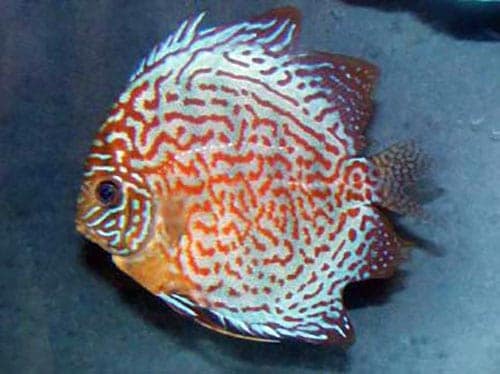 discus Fin and Tail Rot