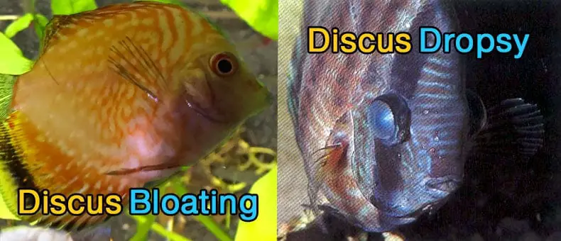 discus-bloating-discus-dropsy