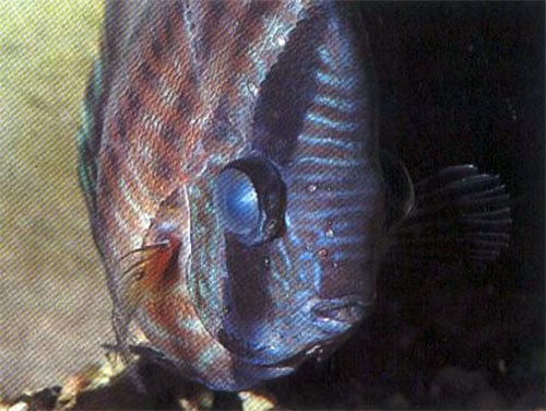 discus dropsy disease