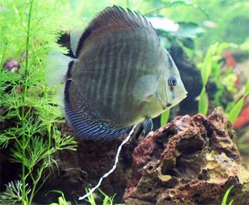 discus hexamita white poop