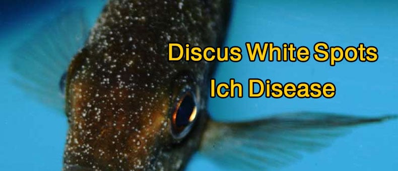 9 Steps To Cure White Spots on My Discus – Discus Ich Cure