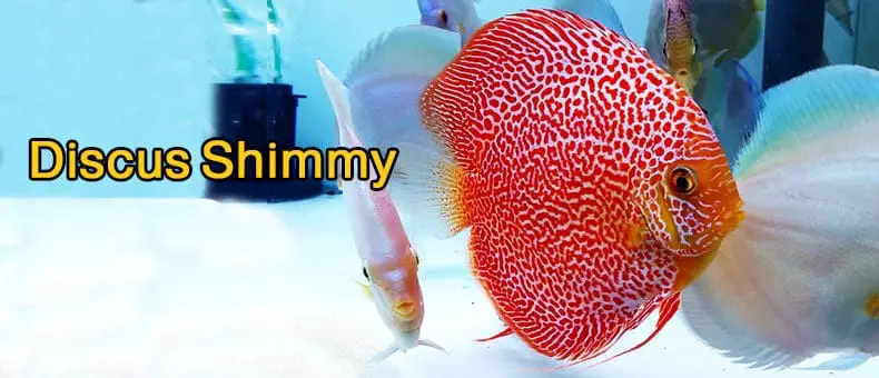 Why is my fish shimmying?