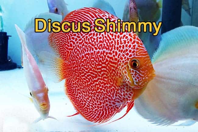 4 Reasons Why Is My Discus Fish Shaking? Discus Shimmy Cure – Discus Rescue