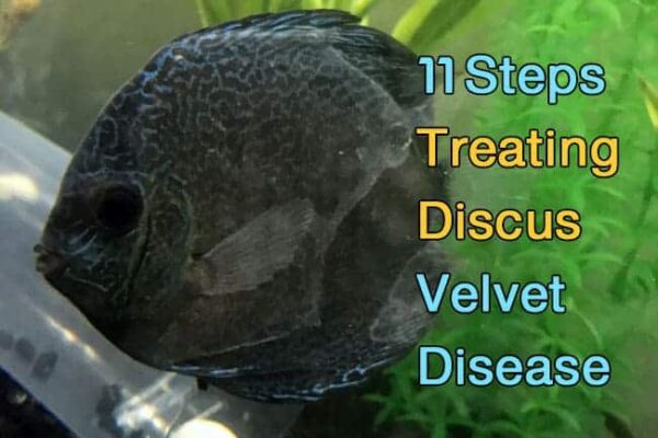 Discus-Velvet-Disease-treatment