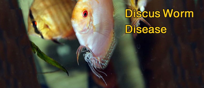 Discus-Worm-and-deworm