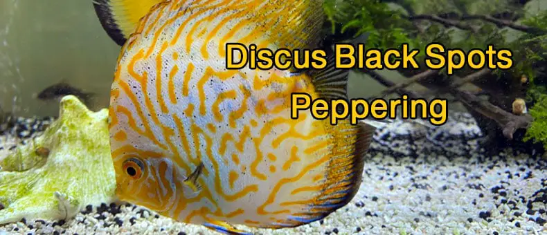 discus-black-spots-black-peppering