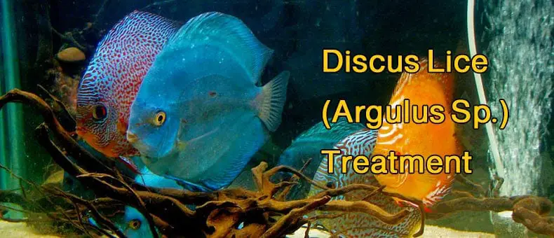 How To Treat Discus Lice (Argulus Sp.)