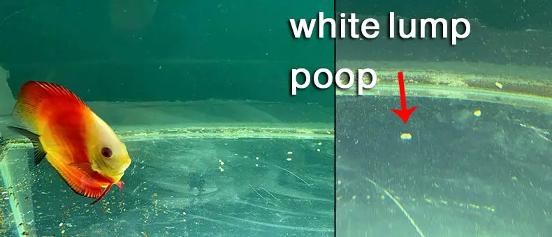 white-lump-poop