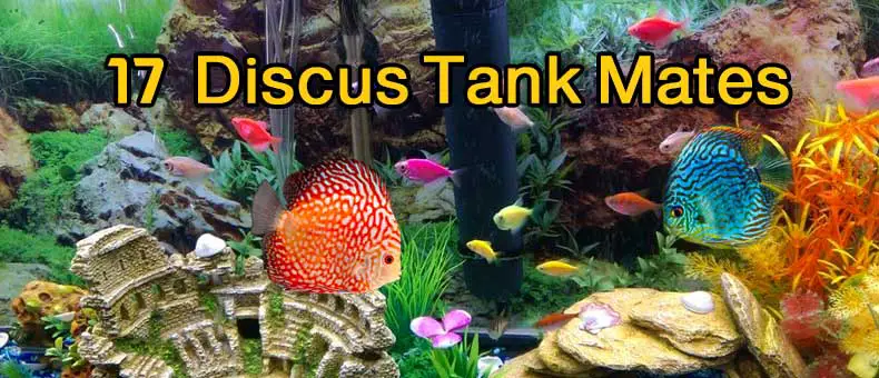 17 Discus Tank Mates