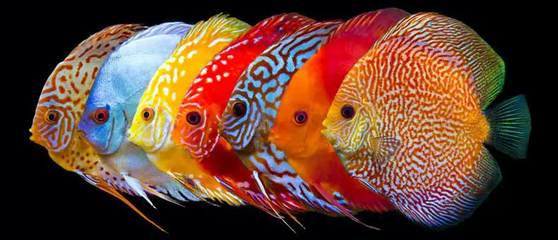 53-most-beautiful-discus-colors