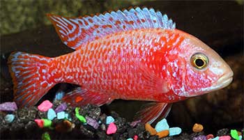 African Cichlids