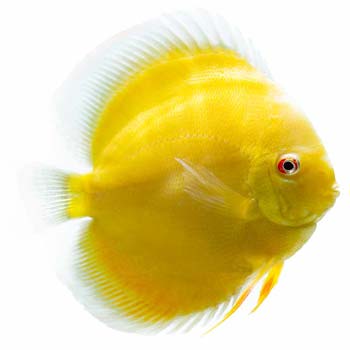 Albino Golden Discus