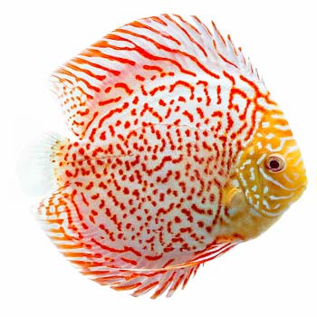 Albino Leopard Discus