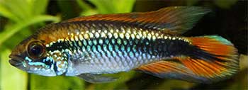 Apisto Agassizi