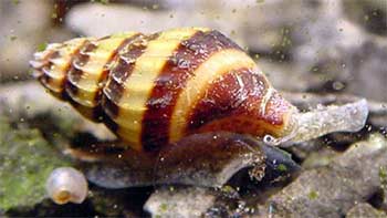 Assassin Snail (Clea Helena)