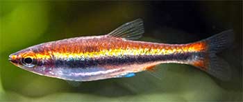 14. Beckford’s Pencilfish (Nannostomus beckfordi)