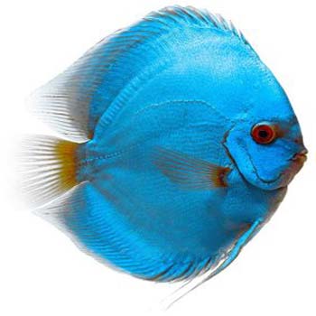 Blue Diamond Discus