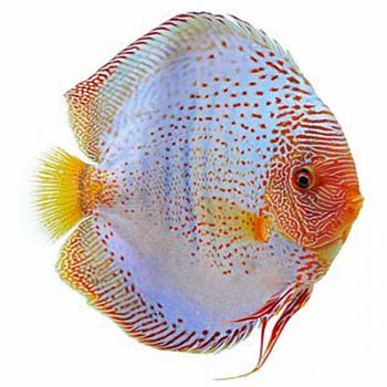 Blue Snakeskin Discus