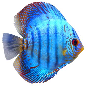 Brilliant Blue Discus