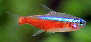 Cardinal Tetra