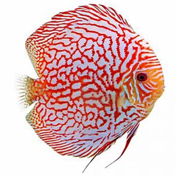 Checkerboard Pigeon Blood Discus