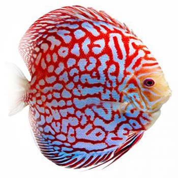 Checkerboard Red Map Discus