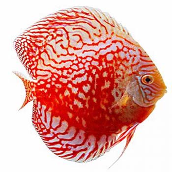 Checkerboard Red Valentine Discus