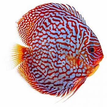 Checkerboard Turkish Discus