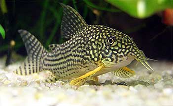 Corydoras sterbai