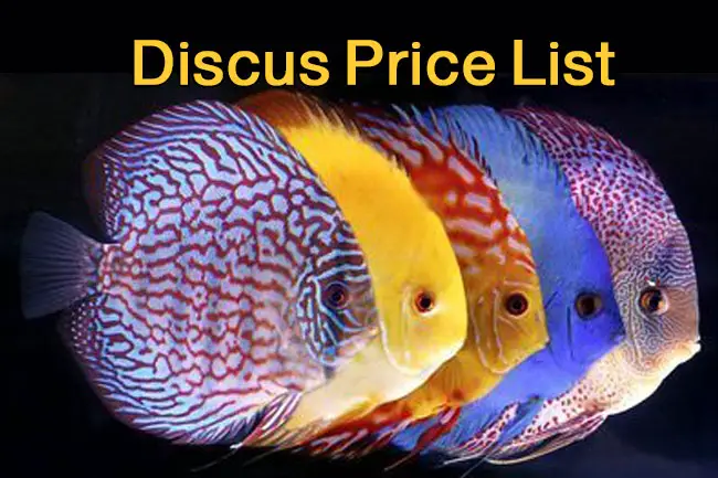 7 Reasons Why Are Discus Fish So Expensive? Discus Price List – Discus Rescue