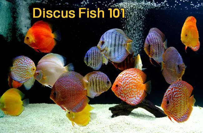 Discus Fish 101 – Discus Common Questions – Discus Rescue