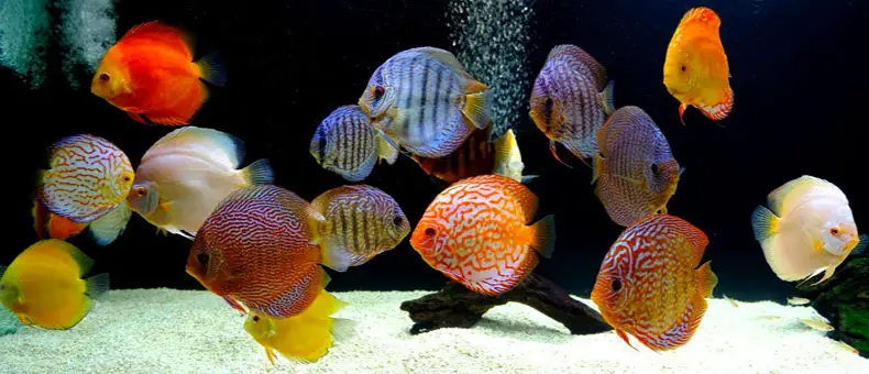 Discus-fish-101-guide-for-dummies