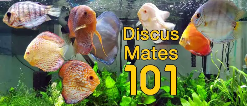 Discus-mates-101-guide