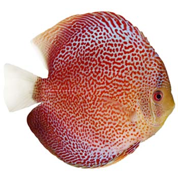 Fineline Snakeskin Discus