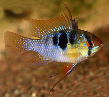 German Blue Ram (Mikrogeophagus Ramirezi)