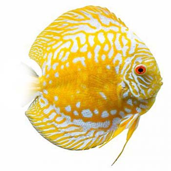 Golden Checkerboard Discus