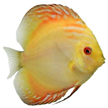 • Golden Crystal Discus