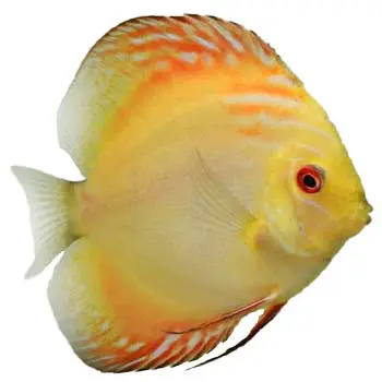 • Golden Crystal Discus