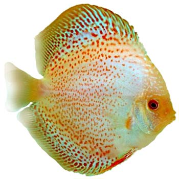 Golden Leopard Snakeskin Discus