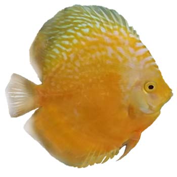 Golden Marlboro Discus