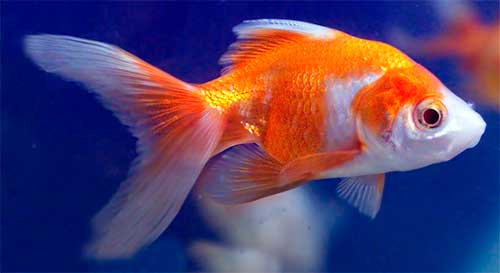 Goldfish and Discus fish